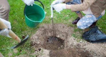 Jak zasadit třešně na podzim?